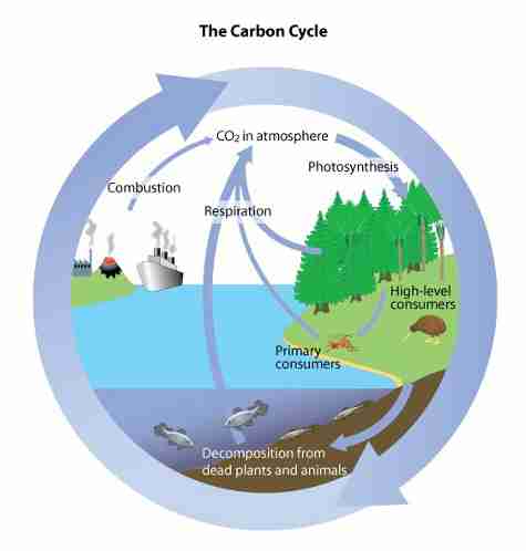 Углеродный цикл